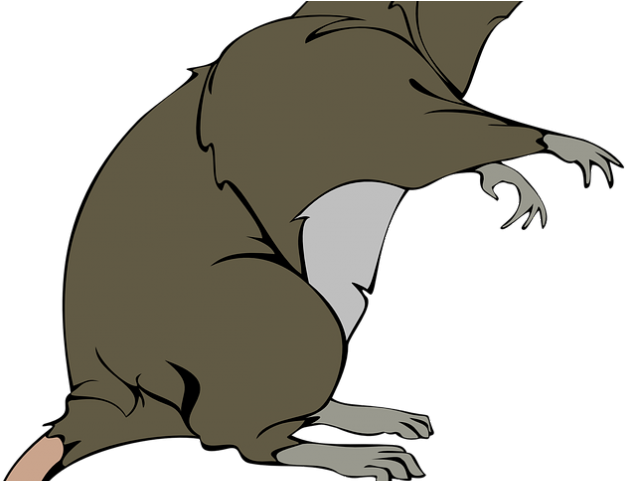 Grey Clipart Tikus - Rat Clip Art - Png Download (640x480), Png Download