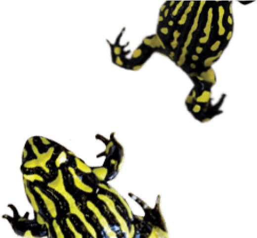 Amphibian Clipart Frog Habitat - Reptiles And Frogs - Png Download (640x480), Png Download