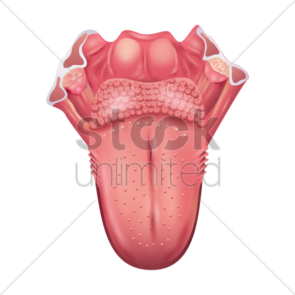 Anatomy Clipart Human Biology - Gorge Langue - Png Download (600x600), Png Download