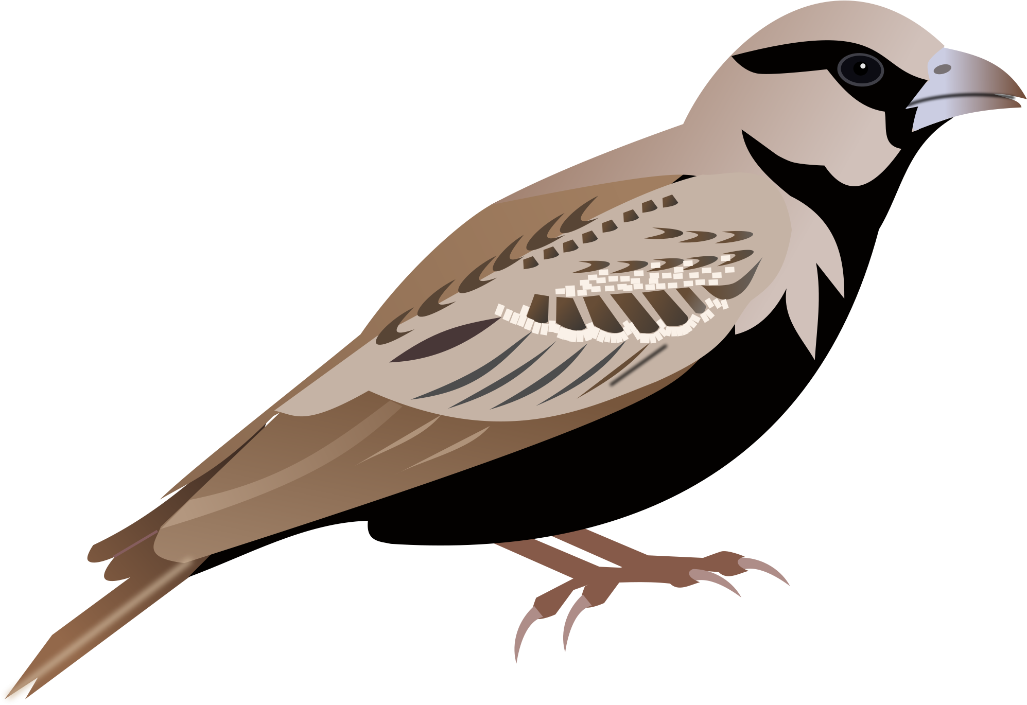 Song Sparrow Clipart Png Transparent - Lark Clipart (2000x1378), Png Download