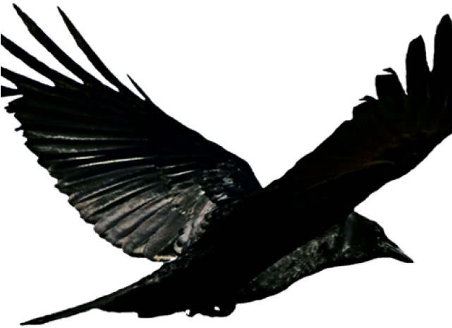 Bird Flying Bathroom Shower Curtain Clipart (640x480), Png Download