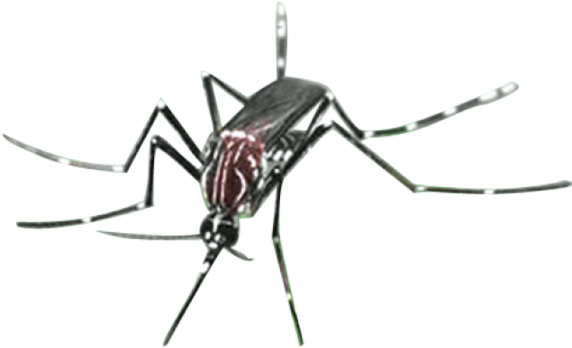 Mosquito Clipart Irritation - Mosquito - Png Download (640x480), Png Download