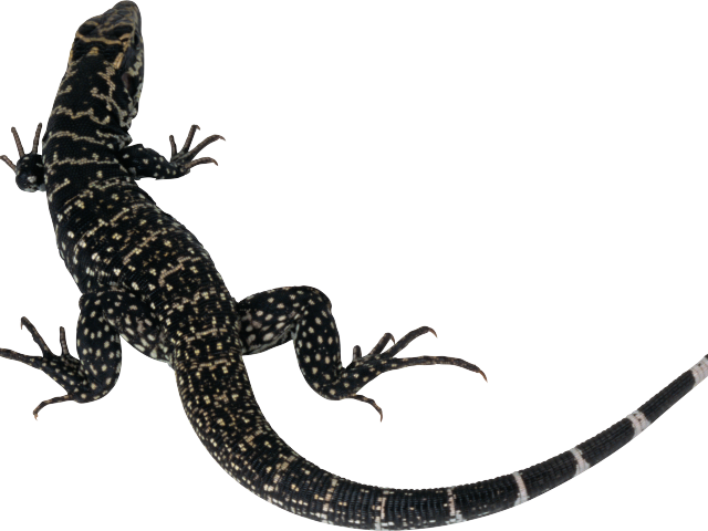 Monitor Lizard Clipart Lizard Tail - Lizard Silhouette - Png Download (640x480), Png Download