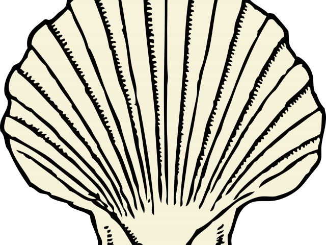Clams Clipart Kerang - Seashell Clip Art - Png Download (640x480), Png Download