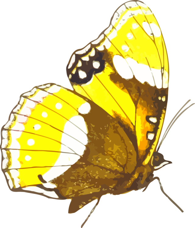 All Photo Png Clipart - Pieridae Transparent Png (641x750), Png Download
