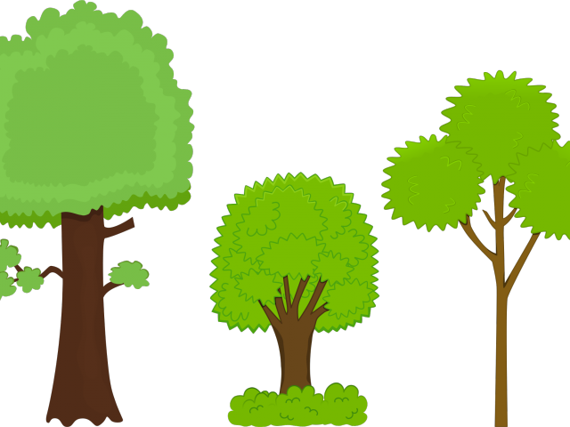 Bushes Clipart Mature Plant - Clip Art - Png Download (640x480), Png Download