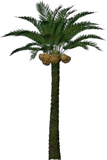 3d Coconut Tree Png Download - Palm Tree Fruit 3d Clipart (750x527), Png Download