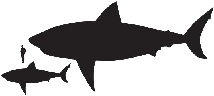 We Believe Hawaiian Shirts Are For Everyone - Difference Between Shark And Megalodon Clipart (750x430), Png Download