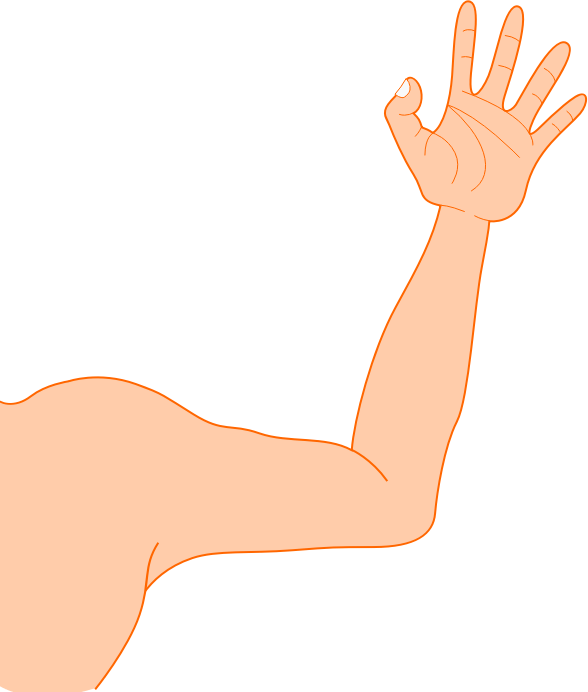 Arm Clipart - Arm - Png Download (588x692), Png Download