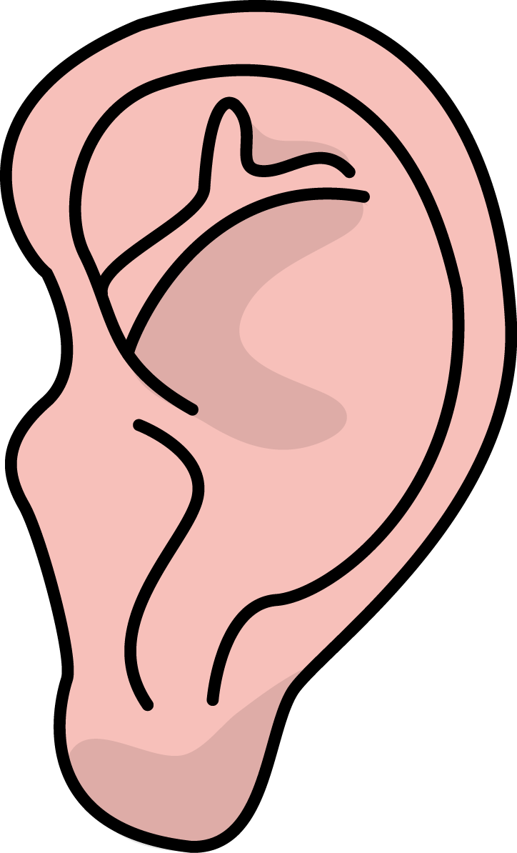 Image For Free Ear Health High Resolution Clip Art - Ear High Resolution - Png Download (724x1194), Png Download