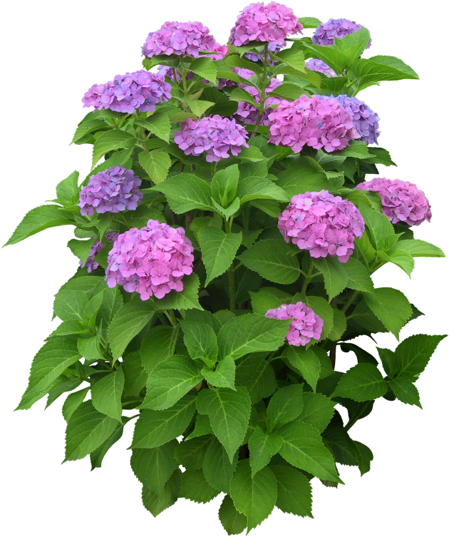 Free High Resolution Graphics And Clip Art - Png Images Of Plants Transparent Png (1600x800), Png Download