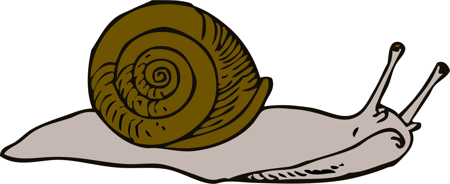 Snail Download Computer Icons Slug Presentation - Sea Snail Clipart - Png Download (1833x750), Png Download