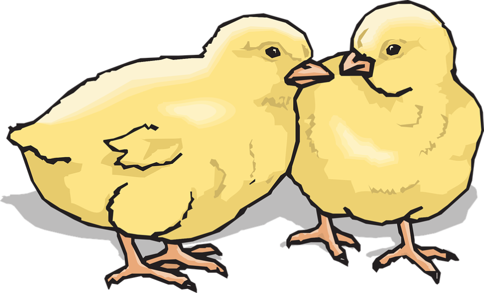 Clip Art Of Chicks - Png Download (964x583), Png Download