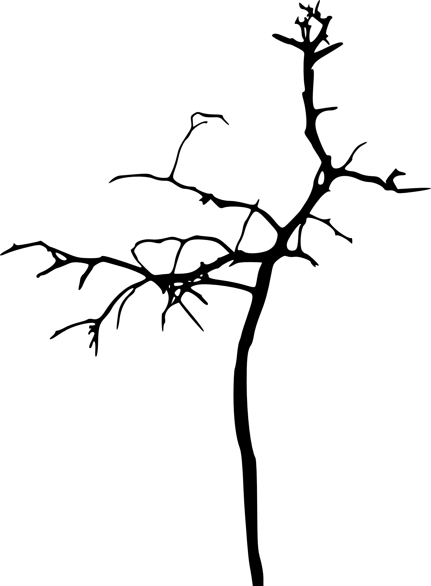 Free Download - Tree Clipart (1471x2000), Png Download