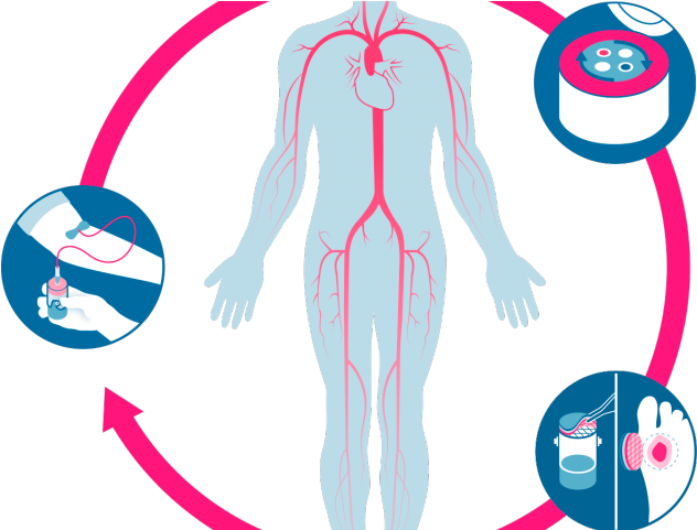 Treatment Clipart Wound Healing - Wound - Png Download (640x480), Png Download