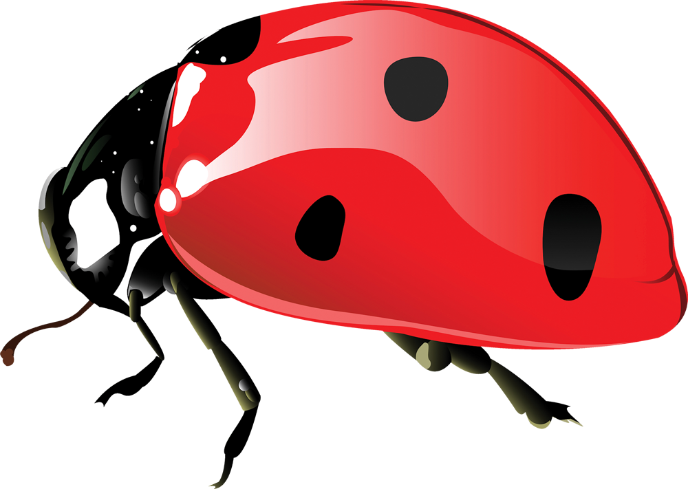Ladybugs 017 - Gifok - Net - Ladybird Beetle Clipart (1000x711), Png Download
