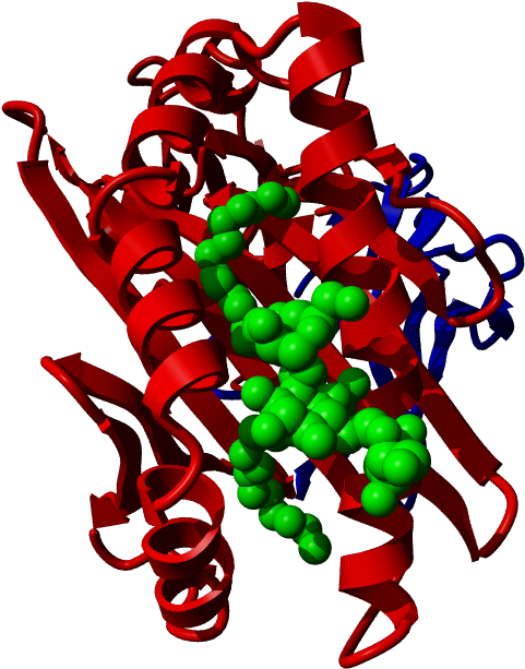 Cd1d, Cd1d - Illustration Clipart (502x632), Png Download