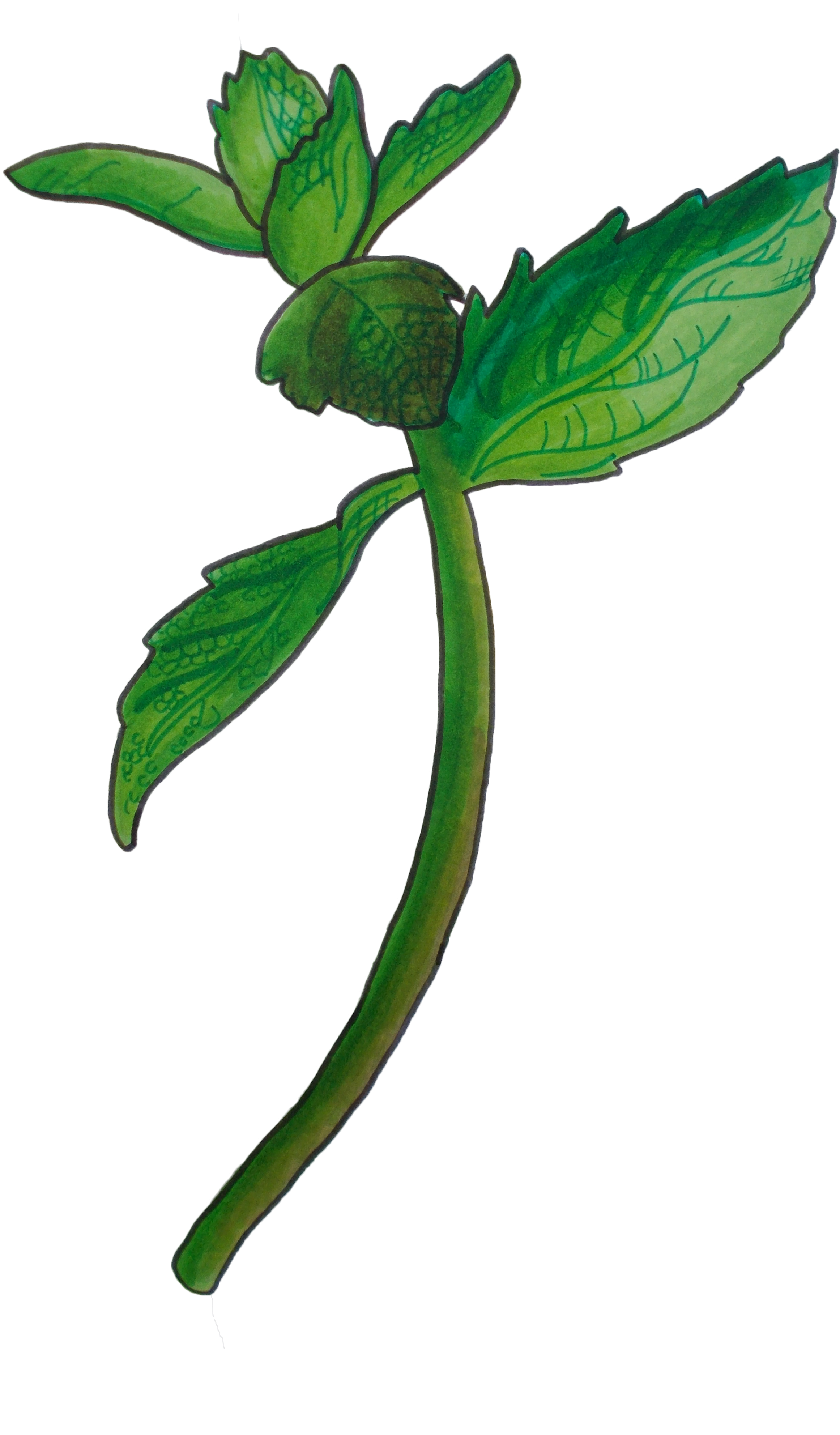 Image Of Mint Clipart Full Size Clipart (811076) PinClipart