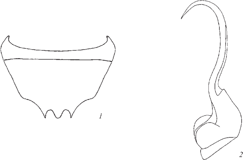 1 8th Abdominal Tergites Of Male - Sketch Clipart (850x568), Png Download