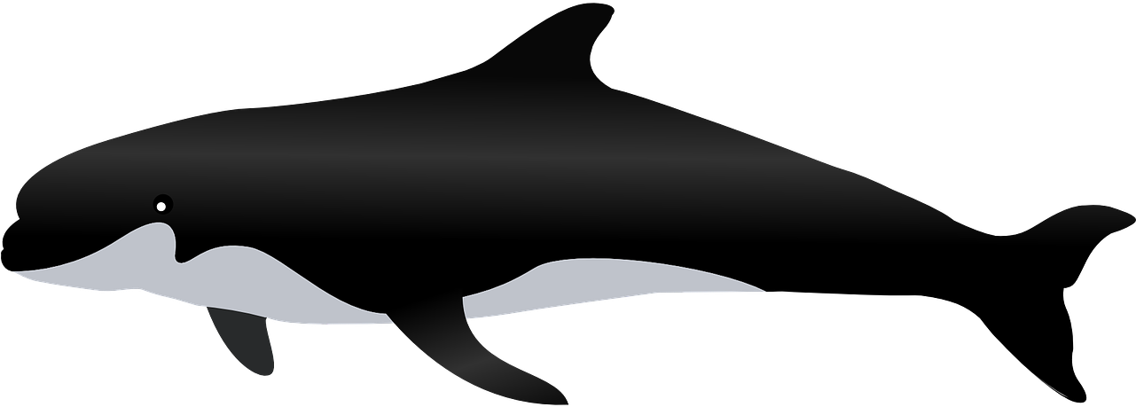 Whales, Dolphins, Clip Art, Whale, Illustrations - Paus Png Transparent Png (960x480), Png Download