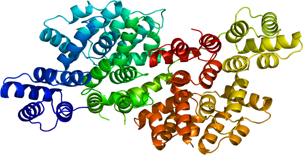 Annexin A Wikipedia - Annexin Clipart (1015x545), Png Download