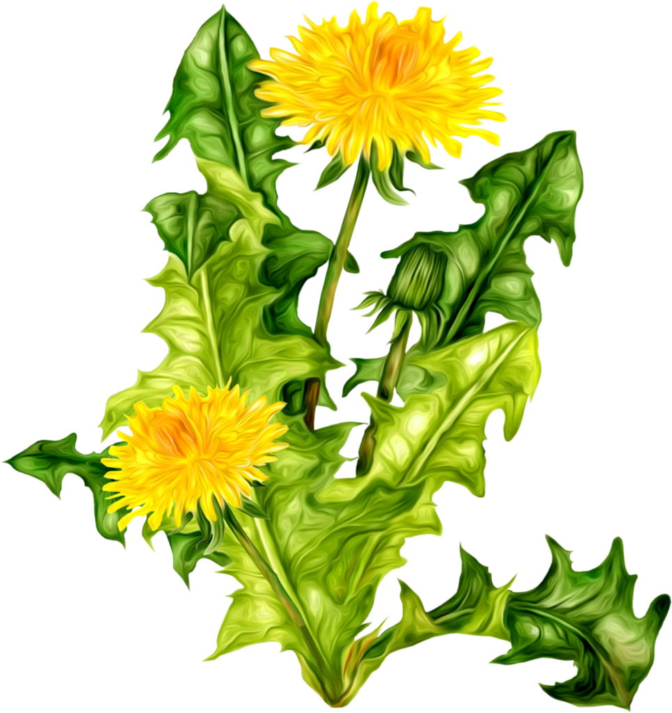Dandelion Png - Одуванчик Пнг Clipart (966x1024), Png Download