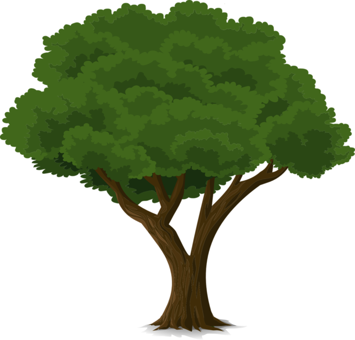 Uk Community Tree Planting Programme - Cây Đa Vector Clipart (836x800), Png Download