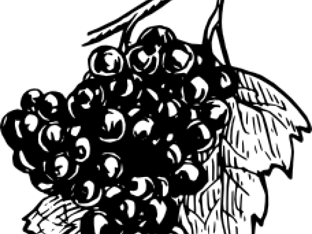 Grapes Clipart Climber - Grape Black Clipart - Png Download (640x480), Png Download