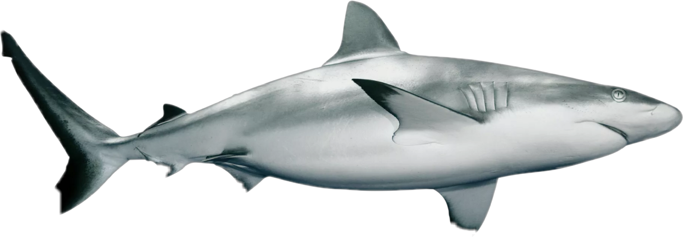 Shark Clipart (1378x480), Png Download