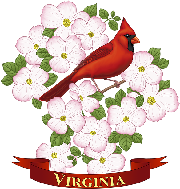 Bleed Area May Not Be Visible - Virginia-staats-vogel-und Blumen-farbton-seite 6 Untersetzer Clipart (600x630), Png Download