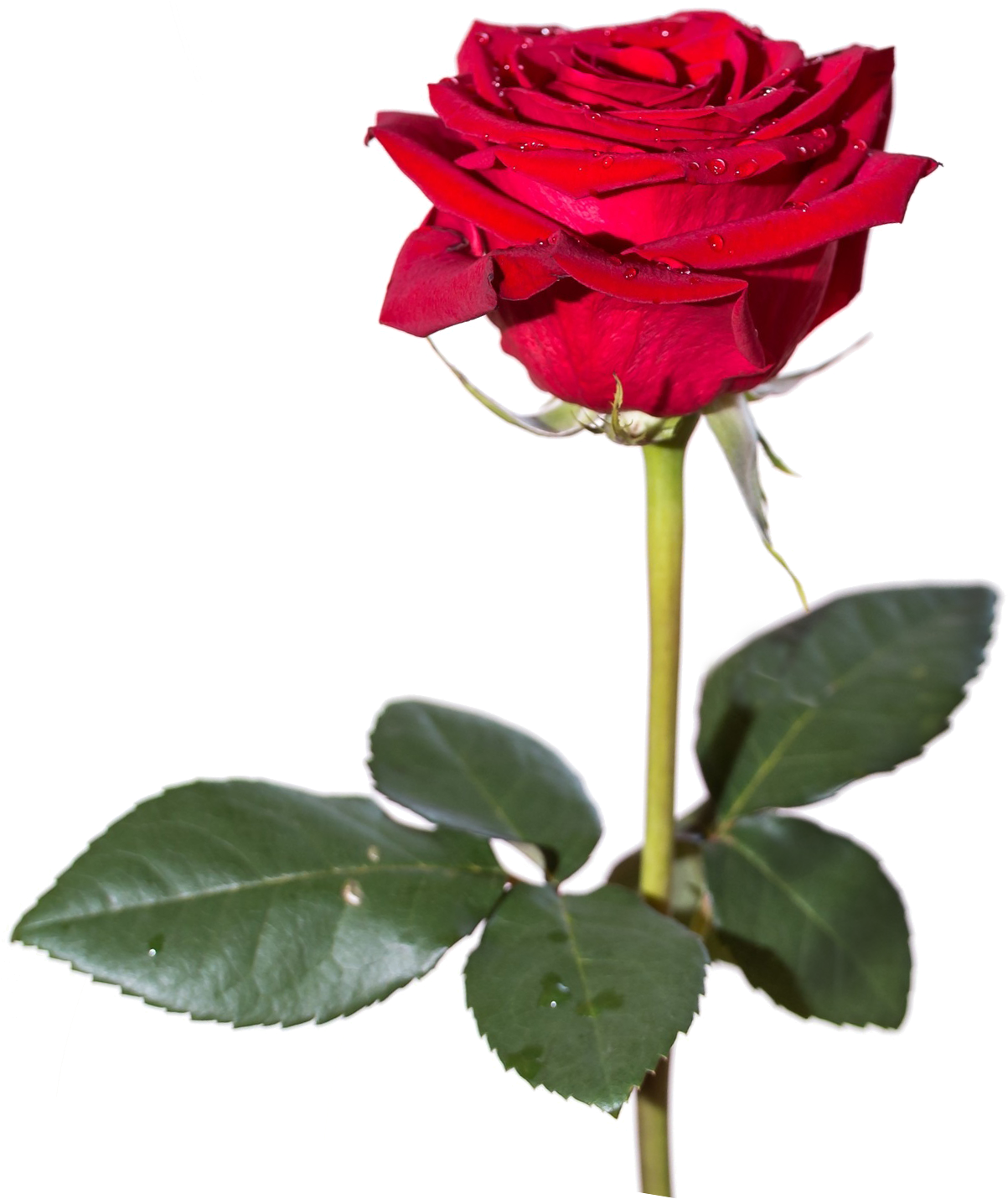 Rose Image Pngpix - Shayari Of Love In English Clipart (1280x1429), Png Download