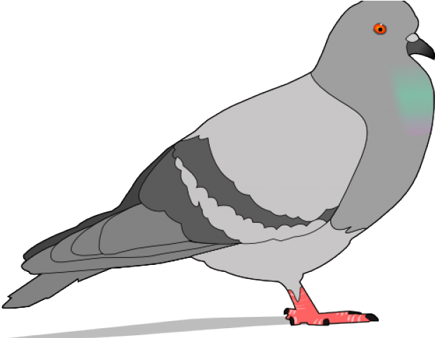 Pidgeons Clipart Face - Pigeon Clipart - Png Download (640x480), Png Download