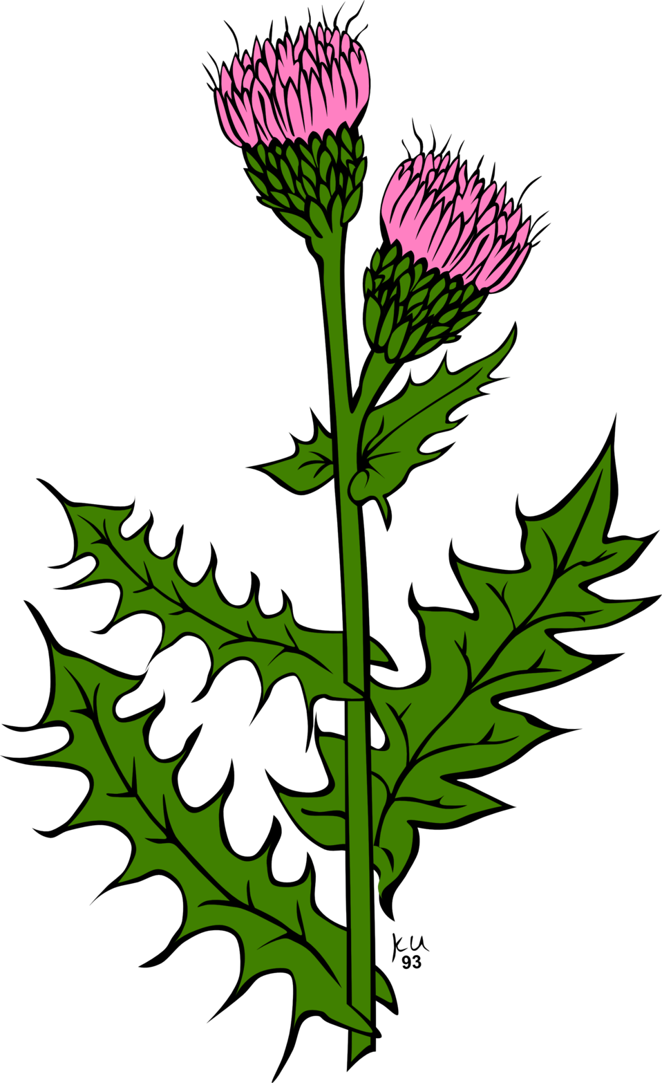 Ku Cirsium Arvense - Scottish Thistle Clip Art - Png Download (958x1566), Png Download