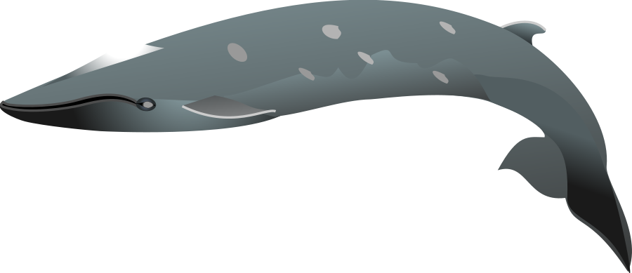 Dolphines Clipart Artistic - Dolphin - Png Download (900x389), Png Download