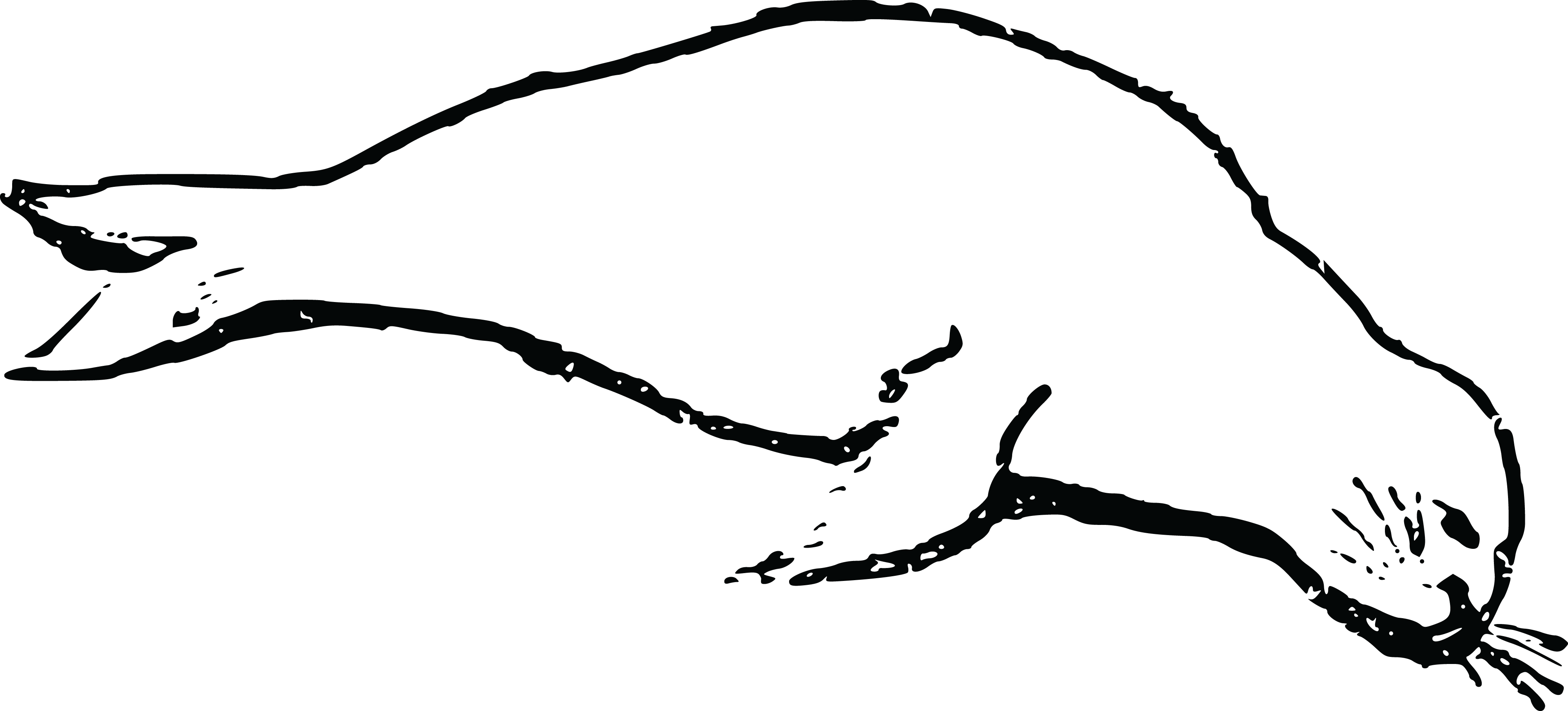 Free Clipart Of A Seal - Imagenes De Lobos Marino Chiquitos Sin Color - Png Download (4000x1815), Png Download