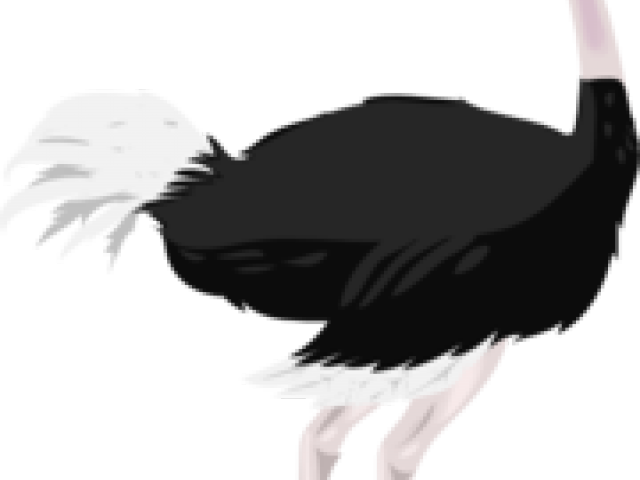 Ostrich Clipart Ostritch - Common Ostrich - Png Download (640x480), Png Download