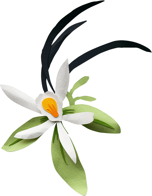 Purple Flower - Clip Art - Png Download (646x834), Png Download