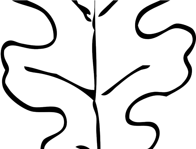Foliage Clipart Red Oak Tree - White Oak Leaf Drawing - Png Download (640x480), Png Download