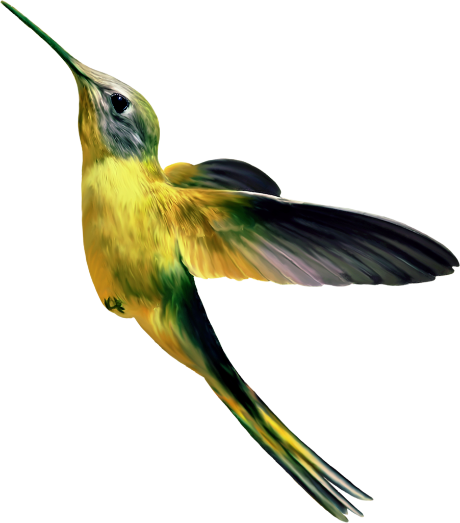 Scrapbooking - Oiseau Png Clipart (902x1024), Png Download