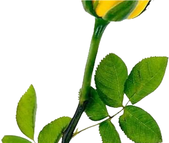 Yellow Rose Clipart One Single - Yellow Rose Transparent Background - Png Download (640x480), Png Download