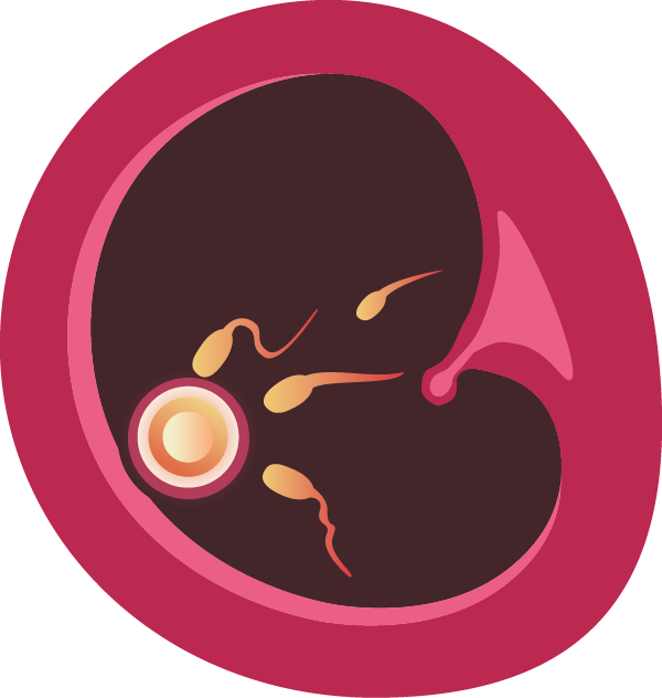 The Hair And Eye Color, Height And Sex Is Determined - Circle Clipart (600x632), Png Download