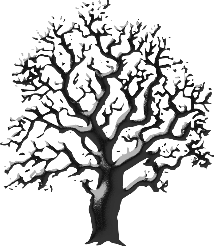 By Skinbus - Tree Drawing Black And White Clipart (696x800), Png Download