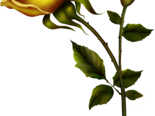 Yellow Rose Clipart - Rosa De Ouro Flor - Png Download (640x480), Png Download