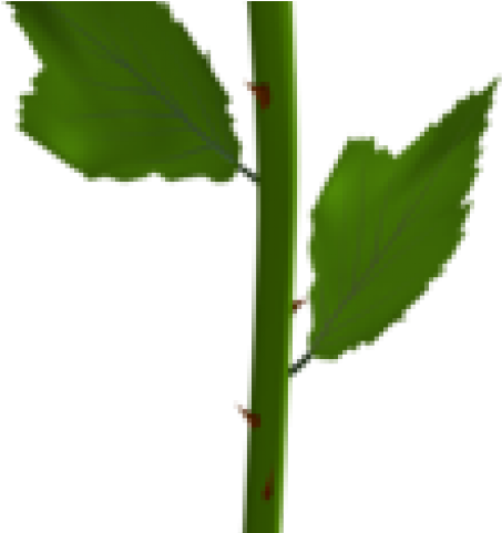 Yellow Rose Clipart - Blue Rose No Background - Png Download (640x480), Png Download