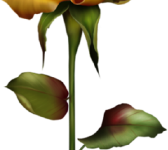Yellow Rose Clipart Stem Drawing - Gold - Png Download (640x480), Png Download