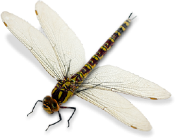 Dragonfly Clipart Transparent Background - Net-winged Insects - Png Download (640x480), Png Download