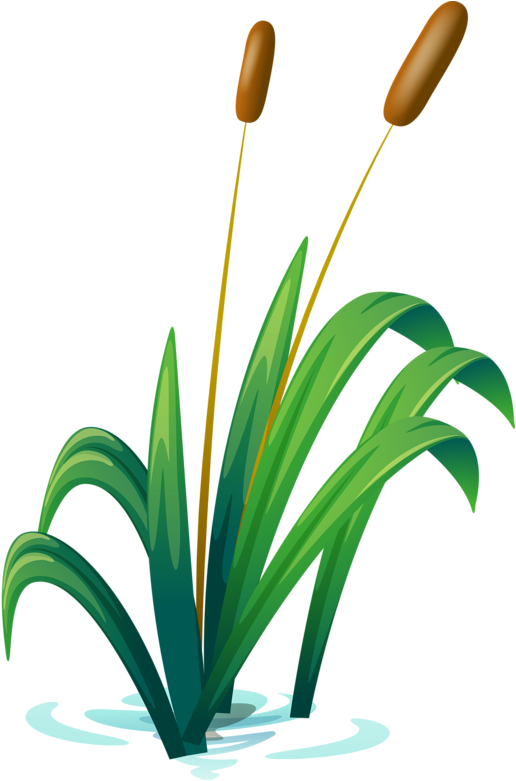 Album - Photography Clipart (556x800), Png Download