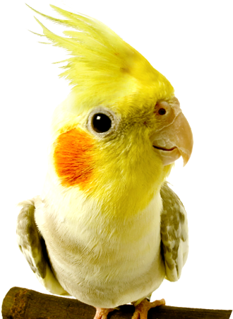 Parrot Clipart Wild Bird - Birds At The Vet - Png Download (980x450), Png Download