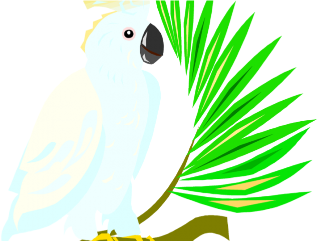 Drink Clipart Parrot - Sulphur-crested Cockatoo - Png Download (640x480), Png Download