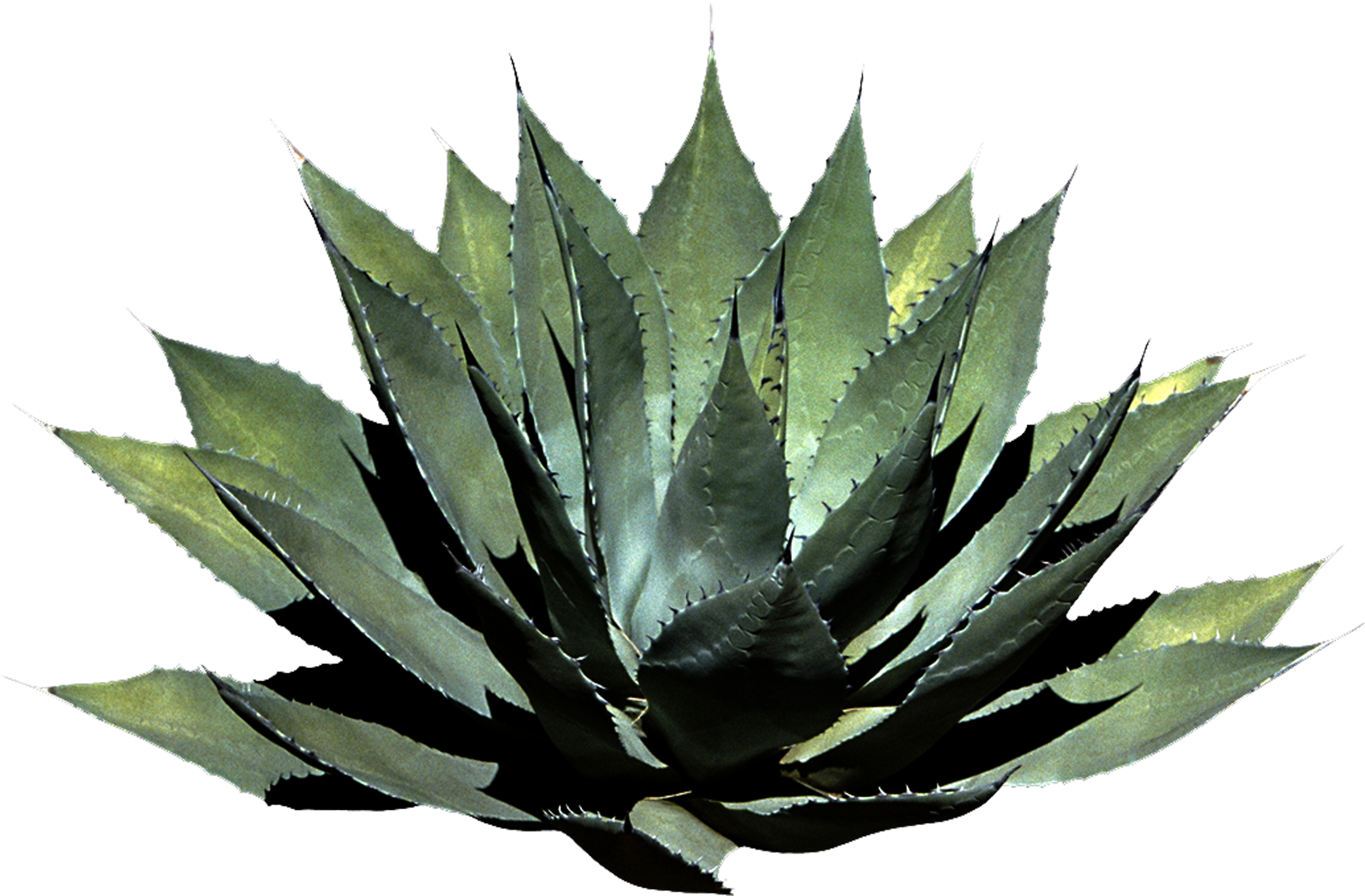 Plant Clipart Png Photos - Plants Png Transparent Png (1024x819), Png Download